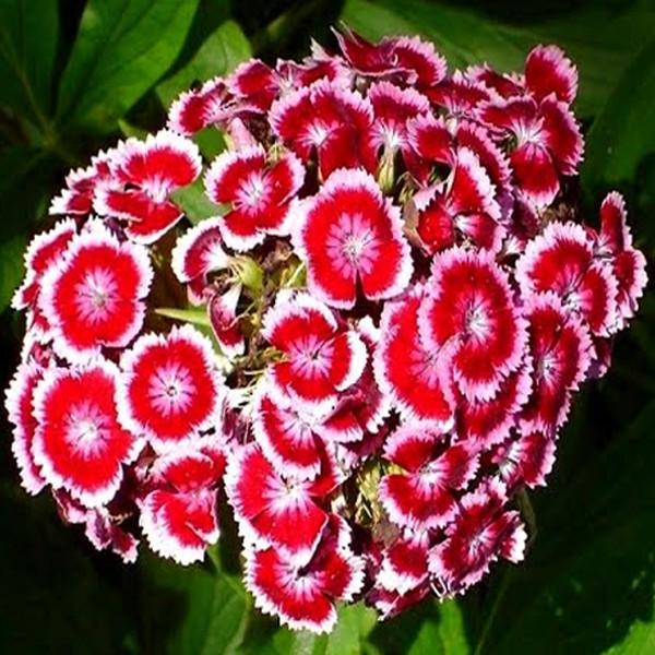 Sweet William Dianthus Flower Seeds