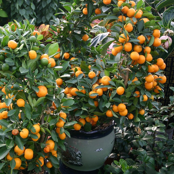 Tangerine Mandarin Tree Seeds