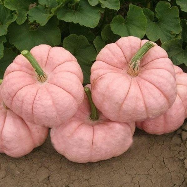 Pink Pumpkin Seeds