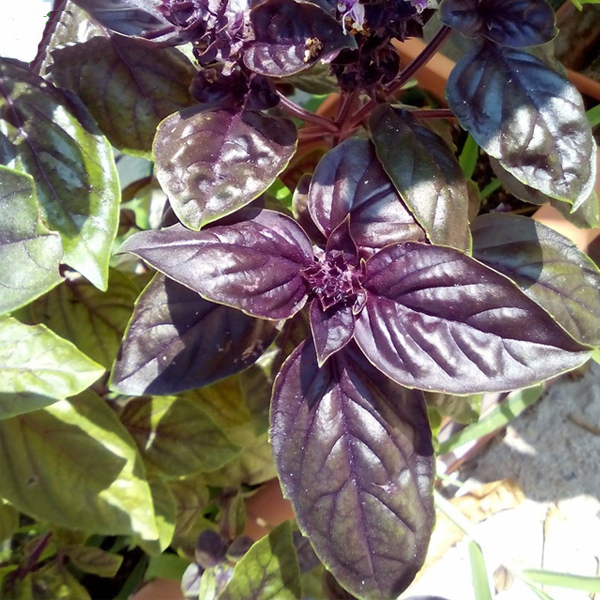 Purple Basil Ornamental Flower Seeds