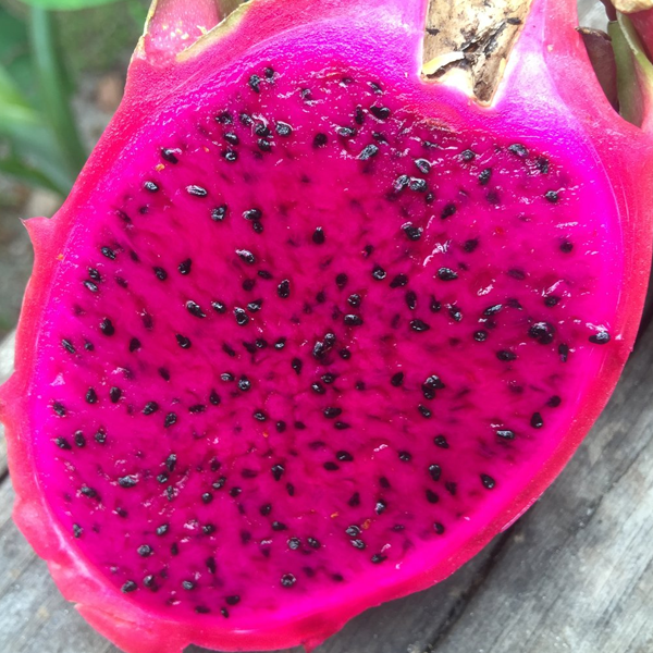 Pink Pitaya Fruit Seeds