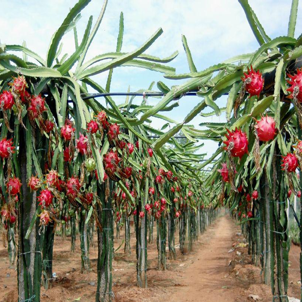 Red Pitaya Fruit Seeds