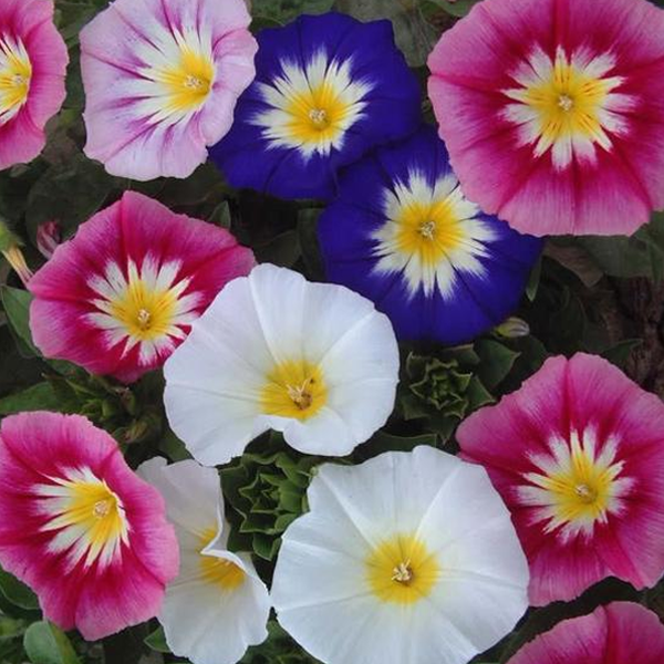 Convolvulus MorningGlory Tricolor Flower Seeds