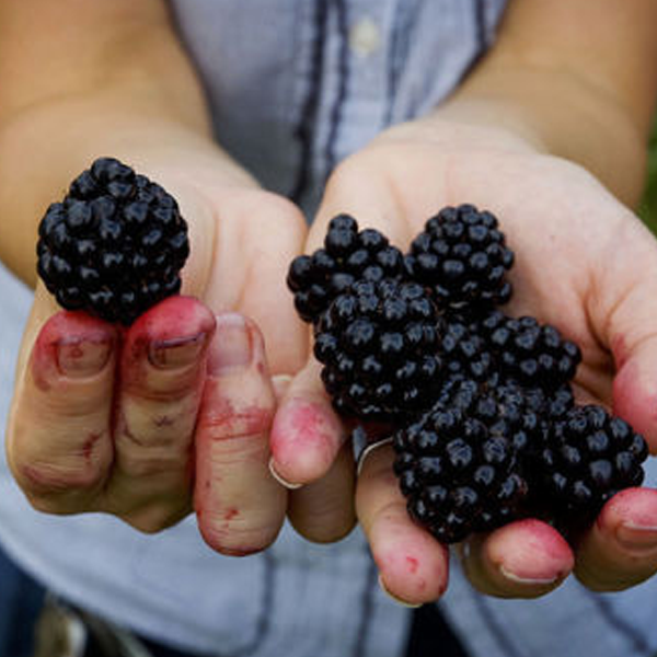 Succulent Blackberry Fruit Seeds
