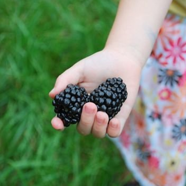 Succulent Blackberry Fruit Seeds