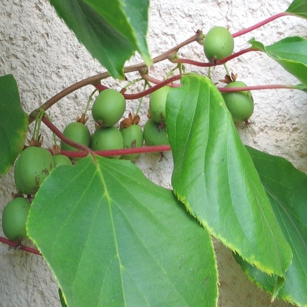 Mini Kiwi Fruit Seeds