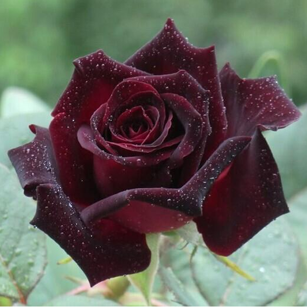 Black Baccara Rose Seeds
