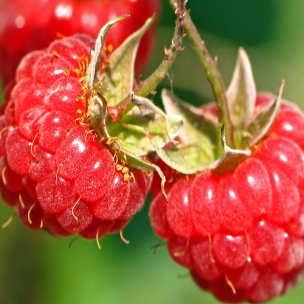 Red Raspberry Fruit Seeds