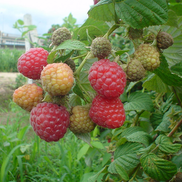 Mixed Colors Raspberry Fruit Seeds