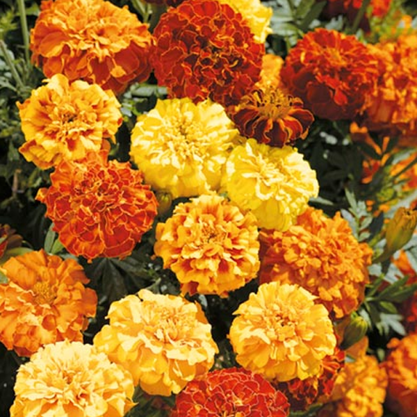 Dwarf Marigold Flower Seeds