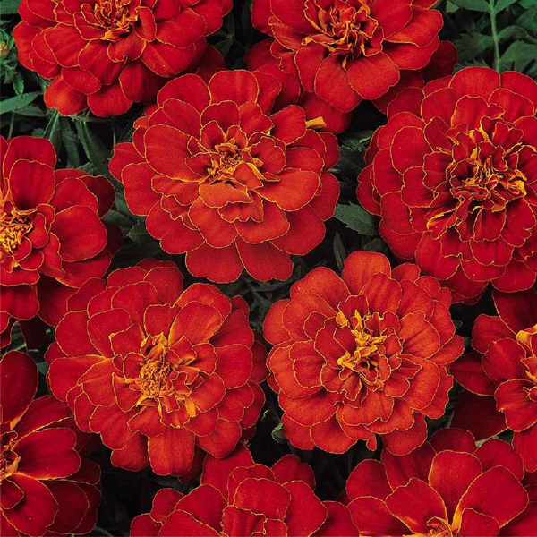 Red Charm Marigold Flower Seeds