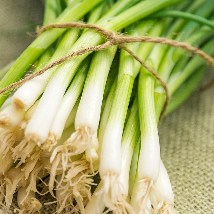 Long White Onion Seeds