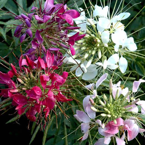 Giant Queen Mix Cleome Flower Seeds