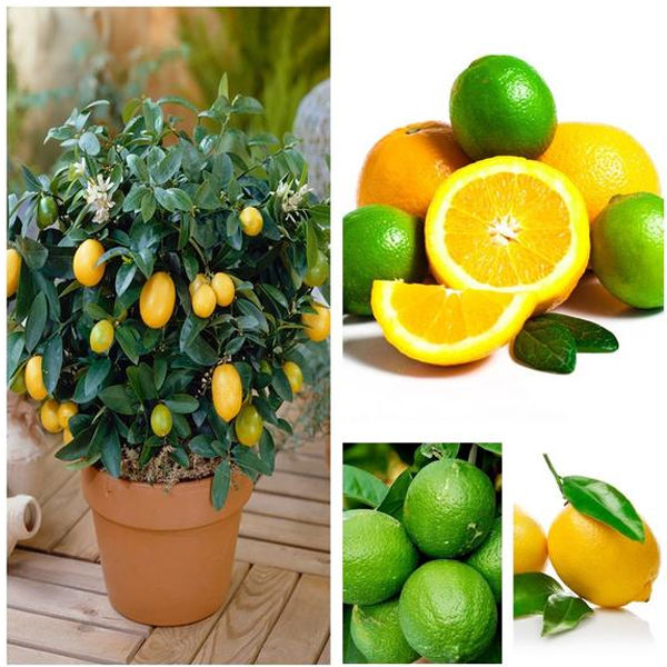 Multiple Varieties Dwarf Lemon Tree Seeds