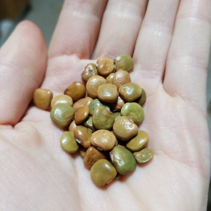 Jicama Heirloom Seeds