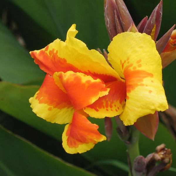 Mix Color Canna Flower Seeds