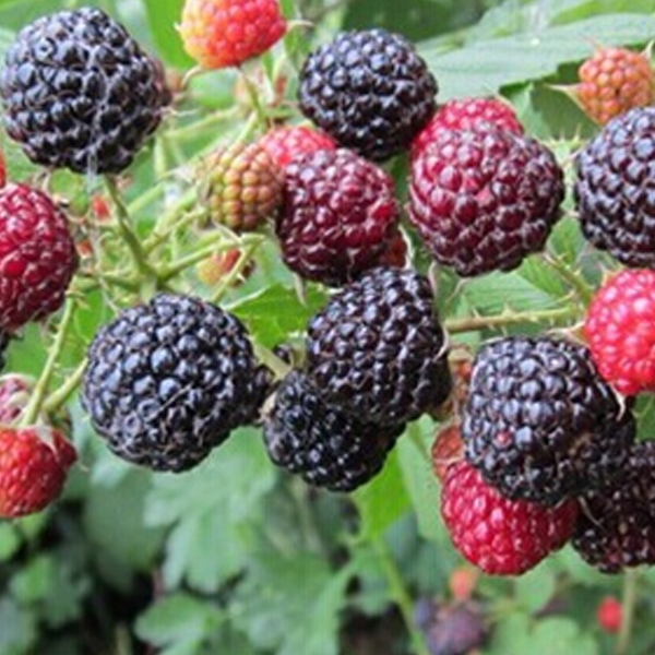 Easy Black Mulberry Seeds