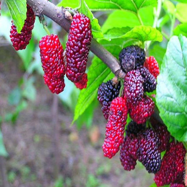 Easy Black Mulberry Seeds — USA Garden Center