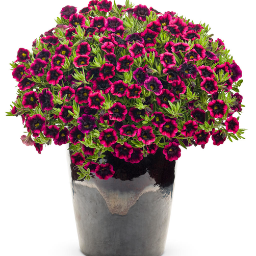 Blackberry Punch Calibrachoa Flower Seeds — USA Garden Center