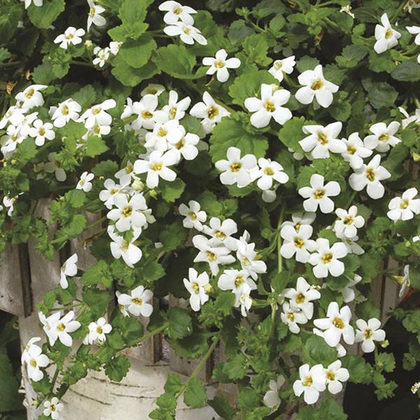 Snowtopia Bacopa Flower Seeds