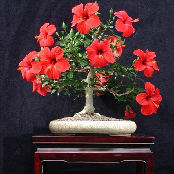 Red Syriacus Hibiscus Flower Seeds