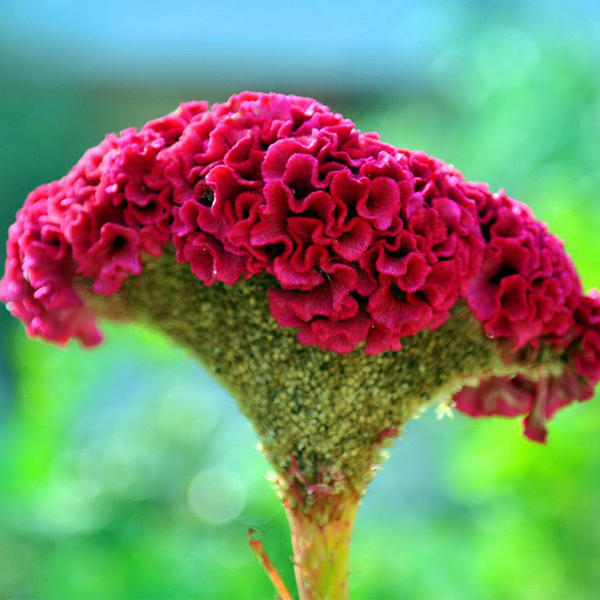 Red Cockscomb Celosia Flower Seeds