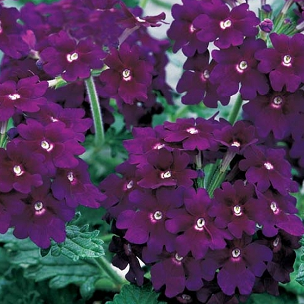 Deep Purple Verbena Seeds