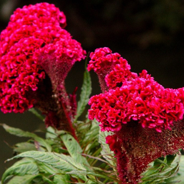 Red Cockscomb Celosia Flower Seeds