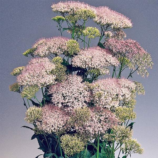 Pink Trachelium Caeruleum Seeds