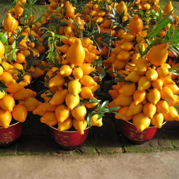 Multiple Varieties Dwarf Lemon Tree Seeds