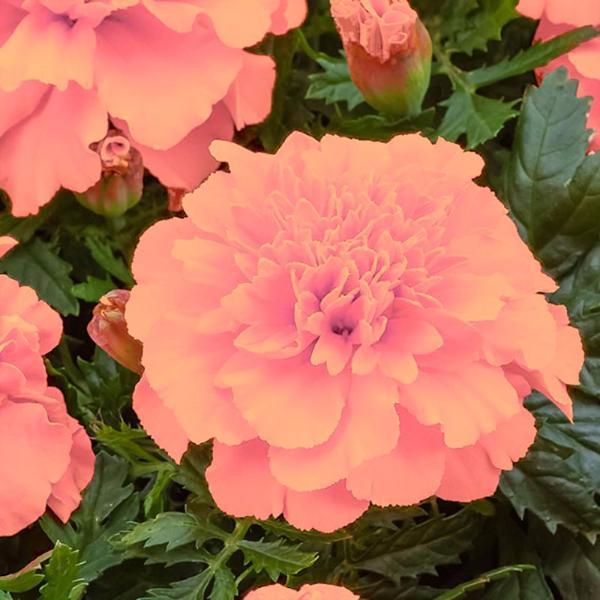 Pink Color French Marigold Seeds