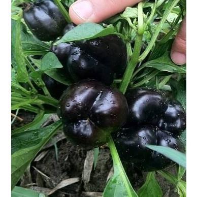 Dark Purple Bell Pepper Seeds