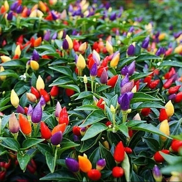 Colorful Ornamental Hot Pepper Seeds