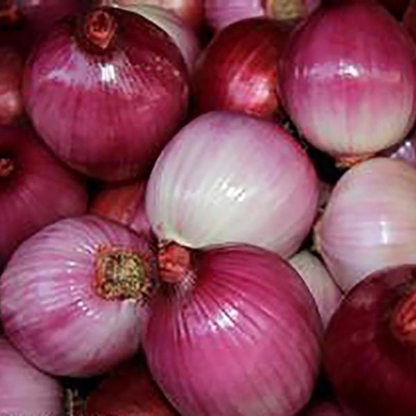Russian Heirloom Giant Onion Seeds