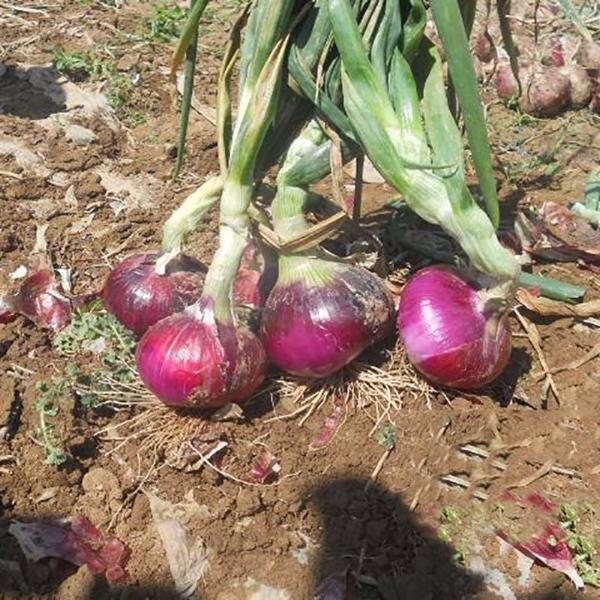 Russian Heirloom Giant Onion Seeds