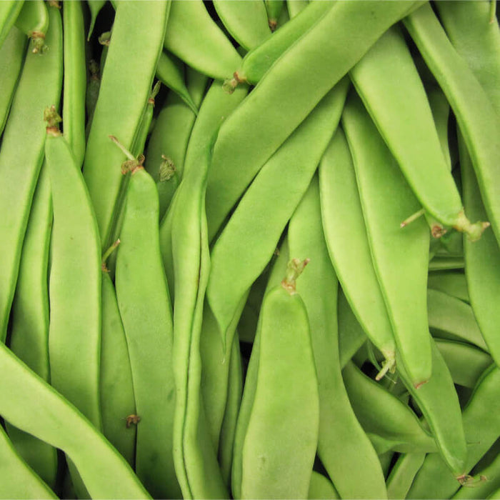 Green Dragon Bean Seeds