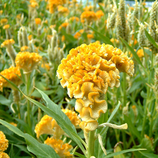 Yellow Cockscomb Celosia Flower Seeds