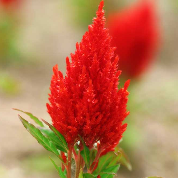 Red Pteris Cockscomb Celosia Seeds
