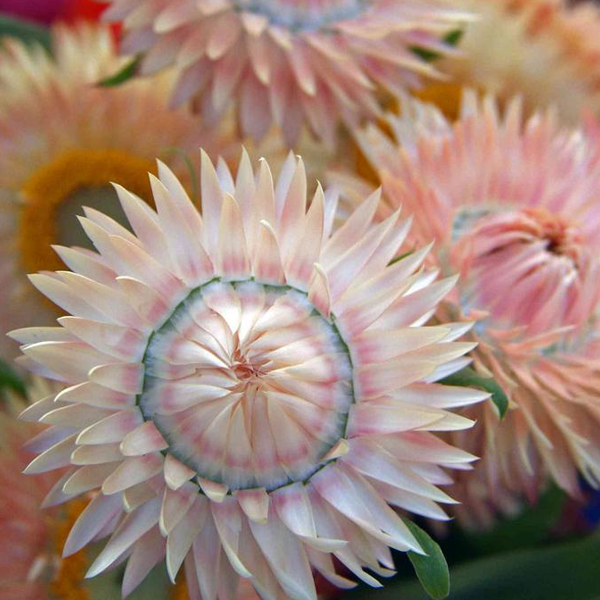 Mixed Color Helichrysum Strawflower Seeds