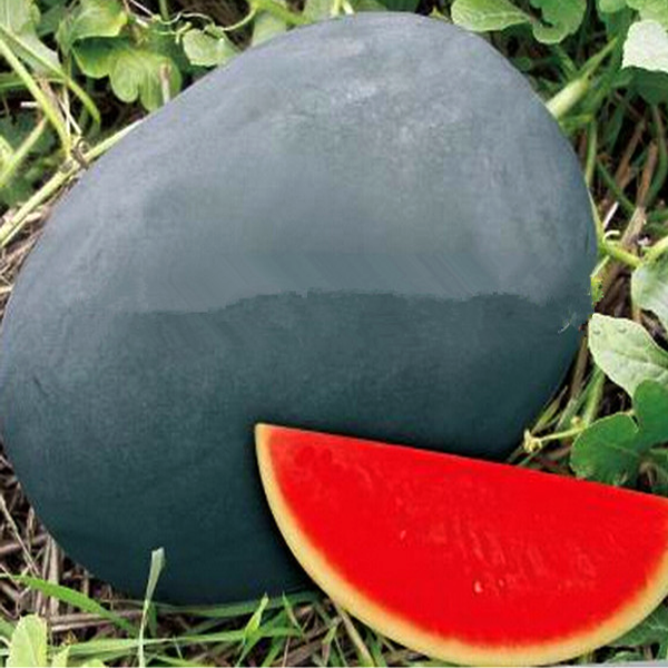 Sweet Giant Black Skin Watermelon Seeds