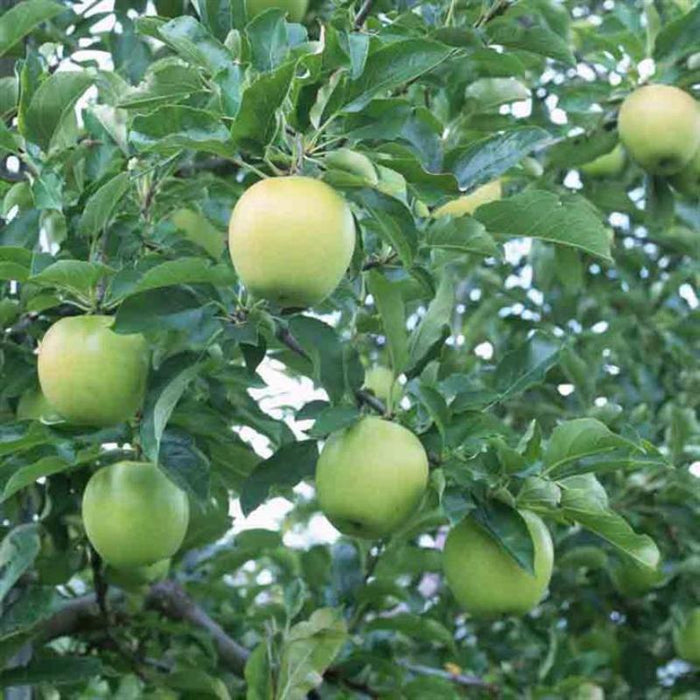 Aromatic Russet Green Apple Tree Seeds