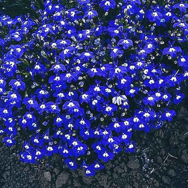 Blue Lobelia Flower Seeds