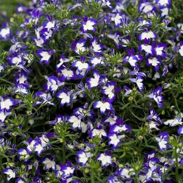 Purple Lobelia Flower Seeds