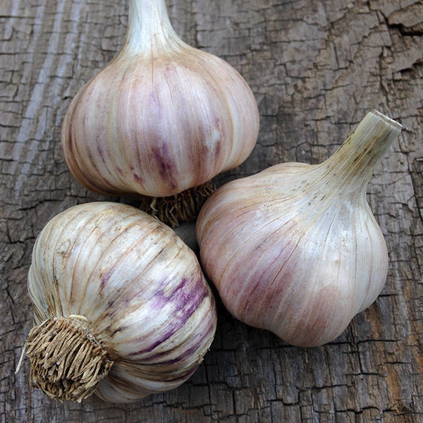 Headstrong Garlic Seeds