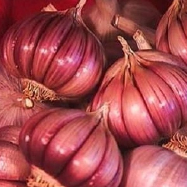 Pink Color Garlic Seeds