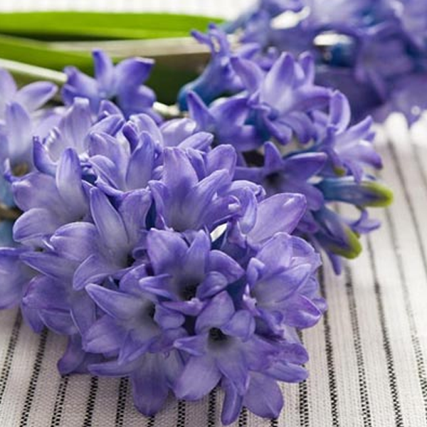 Purple Petals Hyacinth Seeds