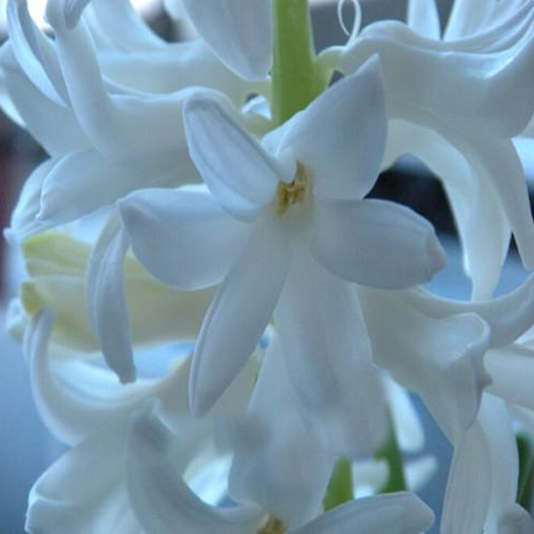 White Long Hyacinth Seeds