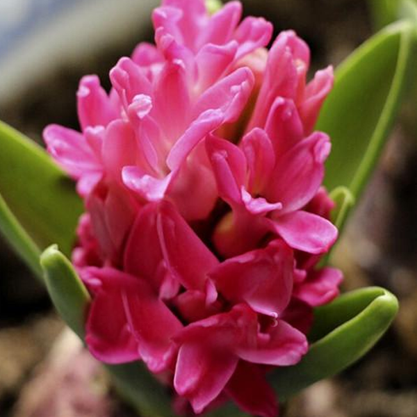 Pink Long Hyacinth Seeds