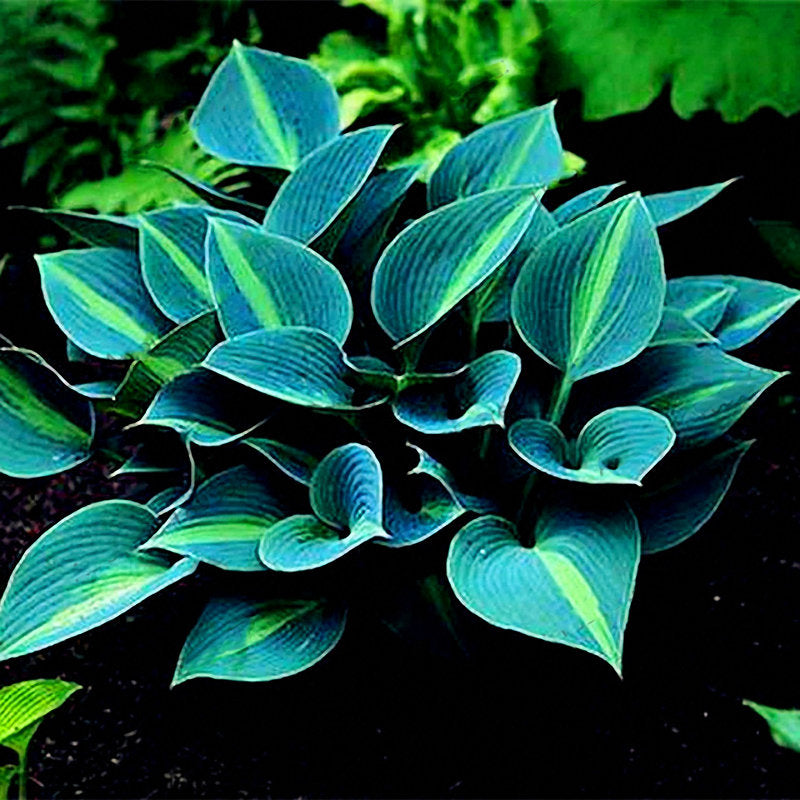 150Pcs/Pack Hosta Flower Seeds Garden Perennials Ornamental Lily Shade Hosta Plants Seeds