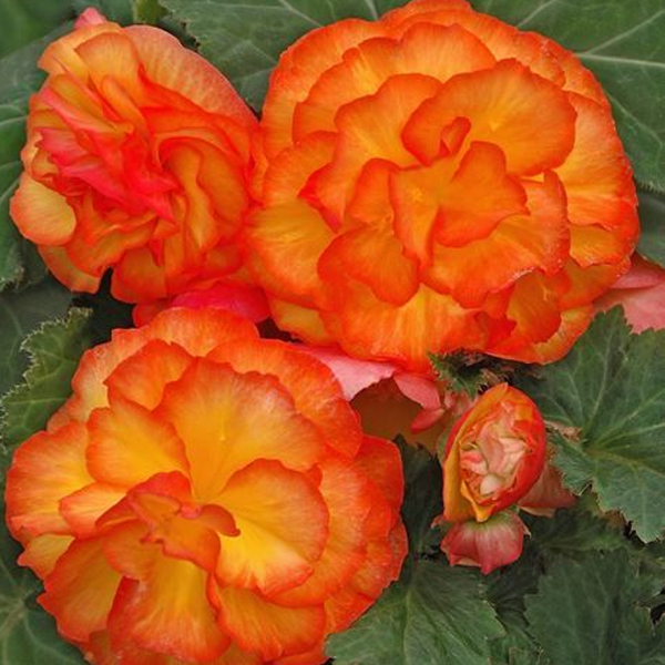 Double Begonia Flower Seeds